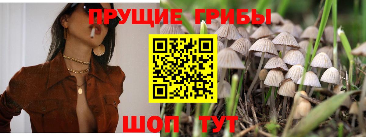 Зима  Галлюциногенные грибы Psilocybine cubensis  Вход с VPN 